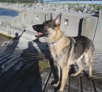 Water Aerobics, Canine Style Image